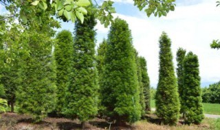 适合安徽种植的名贵树木 安徽有什么名贵树木