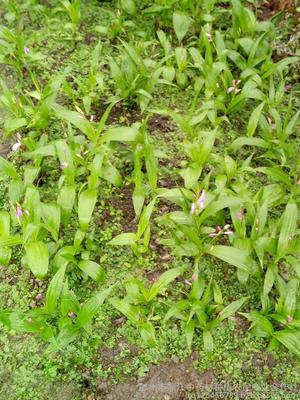 出售紫花三叉白芨种苗-彭州市顺江中药材种植农民专业合作社